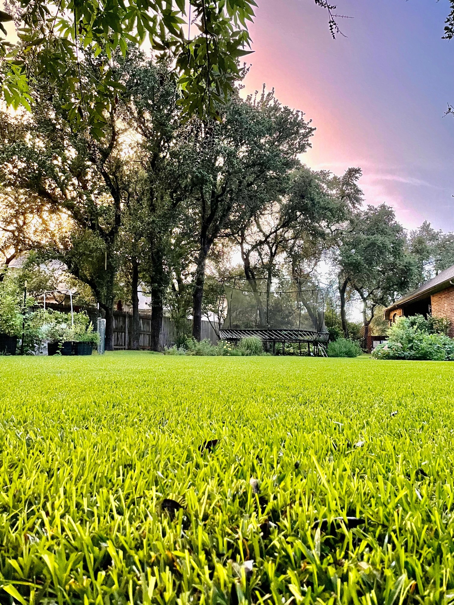 Residential lawn beneath mature trees at sunset