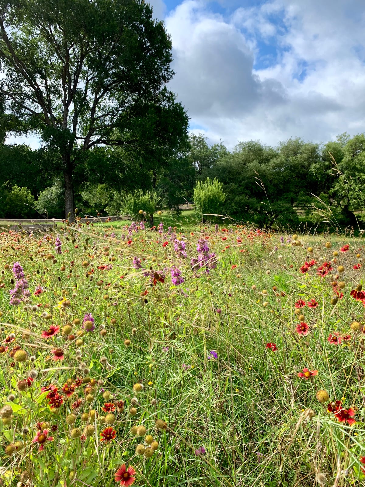 Texas wildflowers beneath mature trees